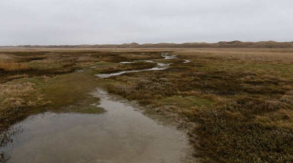 Image of a marsh